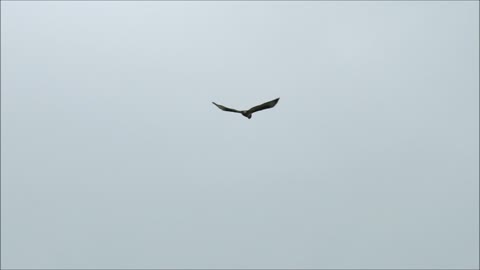 Day 21 of #30DaysWild 2020 - Buzzard on the Breeze