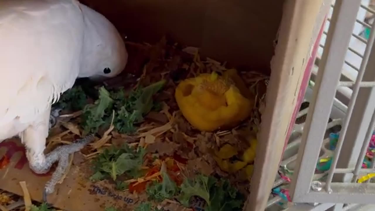 Cockatoo Kale Chronicles: Misha Devours, Boo Tries, Sara Denies 🥬🦜 | #CockatooTasteTest