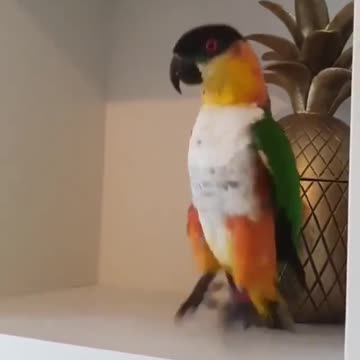 A parrot dancing on music🤣😅😂 #shorts hahaha