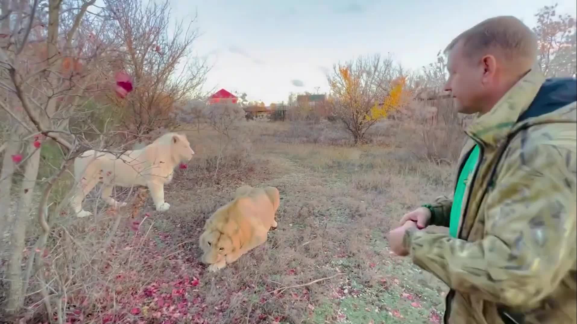 HAND FEEDING ADULT LIONS