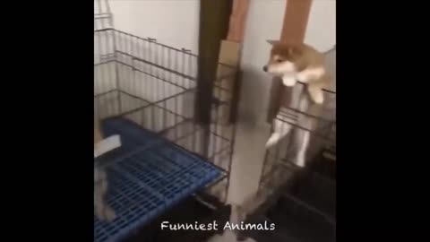 Funny animal videos