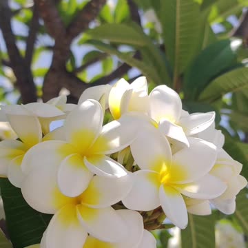 Plumeria Flower - Amazing Fragrance?