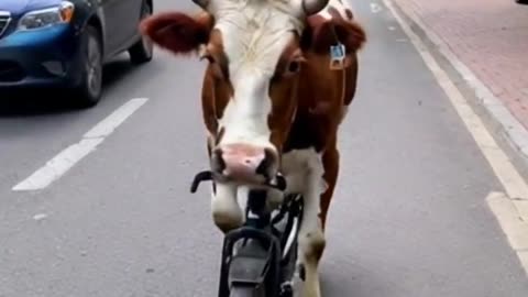 Cow riding cycle 😹