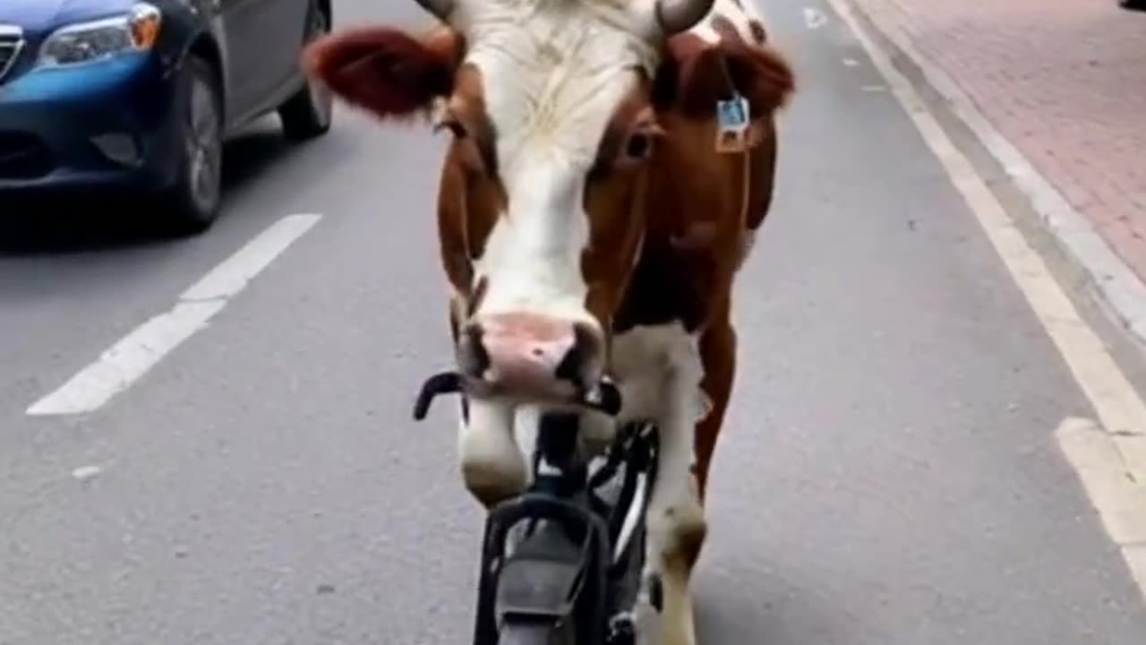 Cow riding cycle 😹