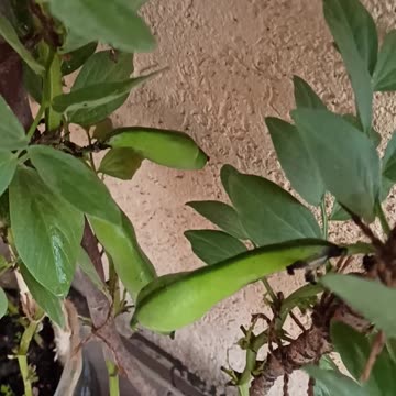 Broad bean first pods on the balcony
