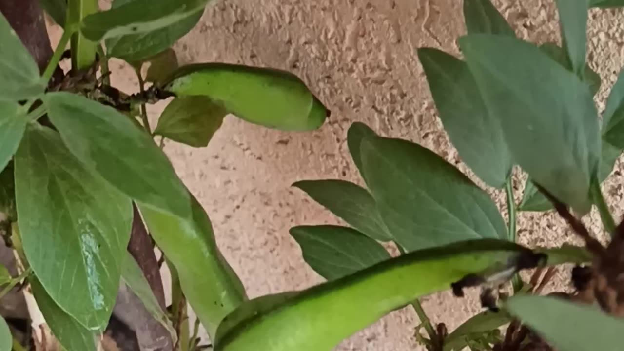 Broad bean first pods on the balcony