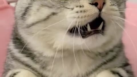 Cat funny reaction 2021