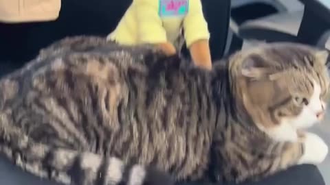 cat cute