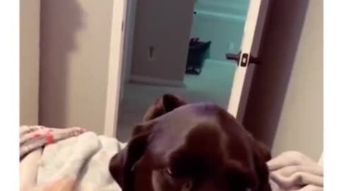Animals That Just Can't Stay Out of Trouble! 🐾😜