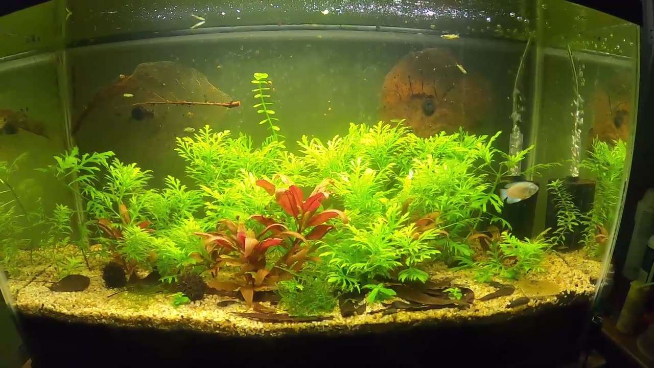 Natural Deep Substrate Aquarium After 2 Months