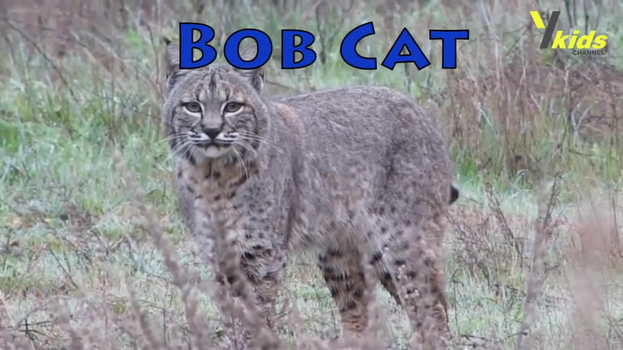 WILD ANIMALS AND SOUNDS