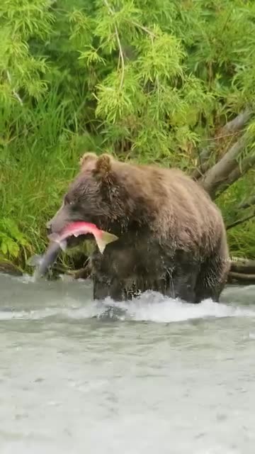 Brown bear catches salmon