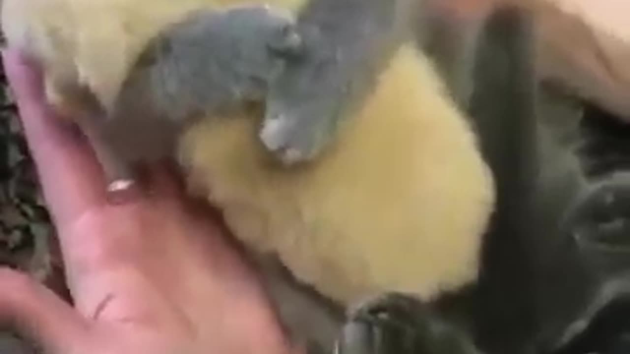 For animal