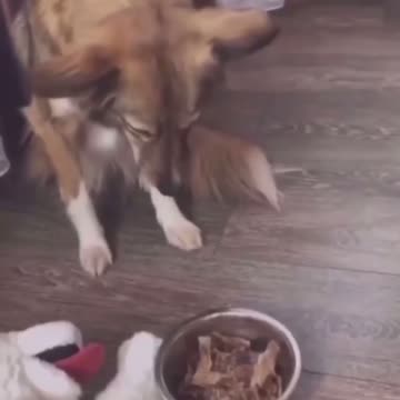 Dogs are more intelligent than humans. 😂