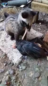 Forest weasels eat chicken