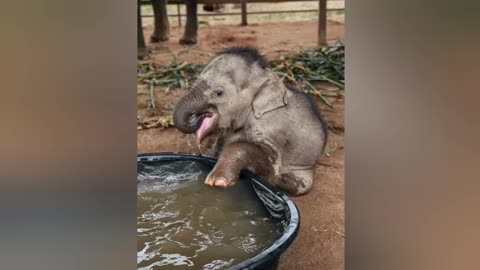 Little elefant drinking water in a tob and playing her won think