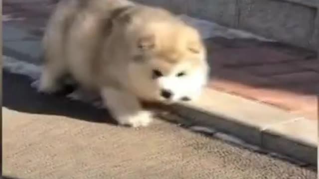 Cute Husky dog falling #shorts