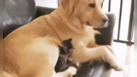 Best Funny Cats 😹 And Dogs 🐶 GIFS - Try Not To Laugh #4