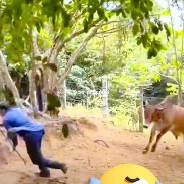 funny shorts..#shortsfeed #shortvideo #animals #funnyshorts #bull #shorts