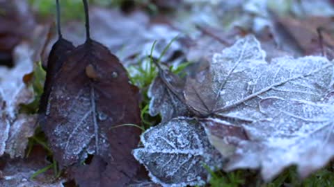 4K Frozen Leaves Tracking Shot