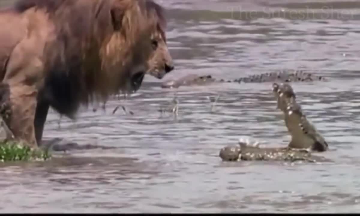 Lion angry at to crocodile