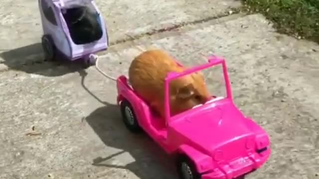 Chanchitos de Guinea disfruta de un paseo durante un hermoso día de verano