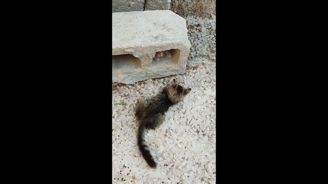 "Adorable Kittens at Play: Fun Moments with a Brick!