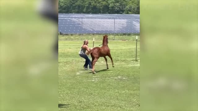 Animals funny video 😂🤣