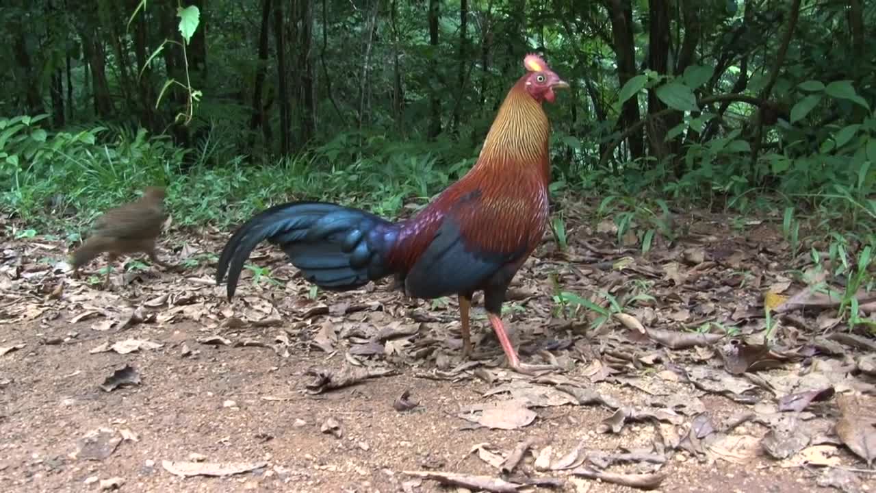 Jungle fowl bird