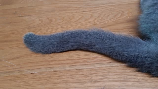 Cat's tail