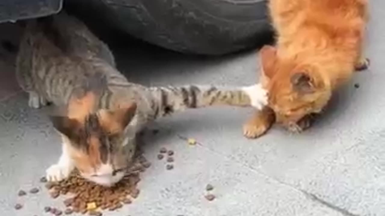 Cute cut animal funny moments