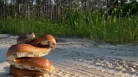 Hungry & beutyfull snek