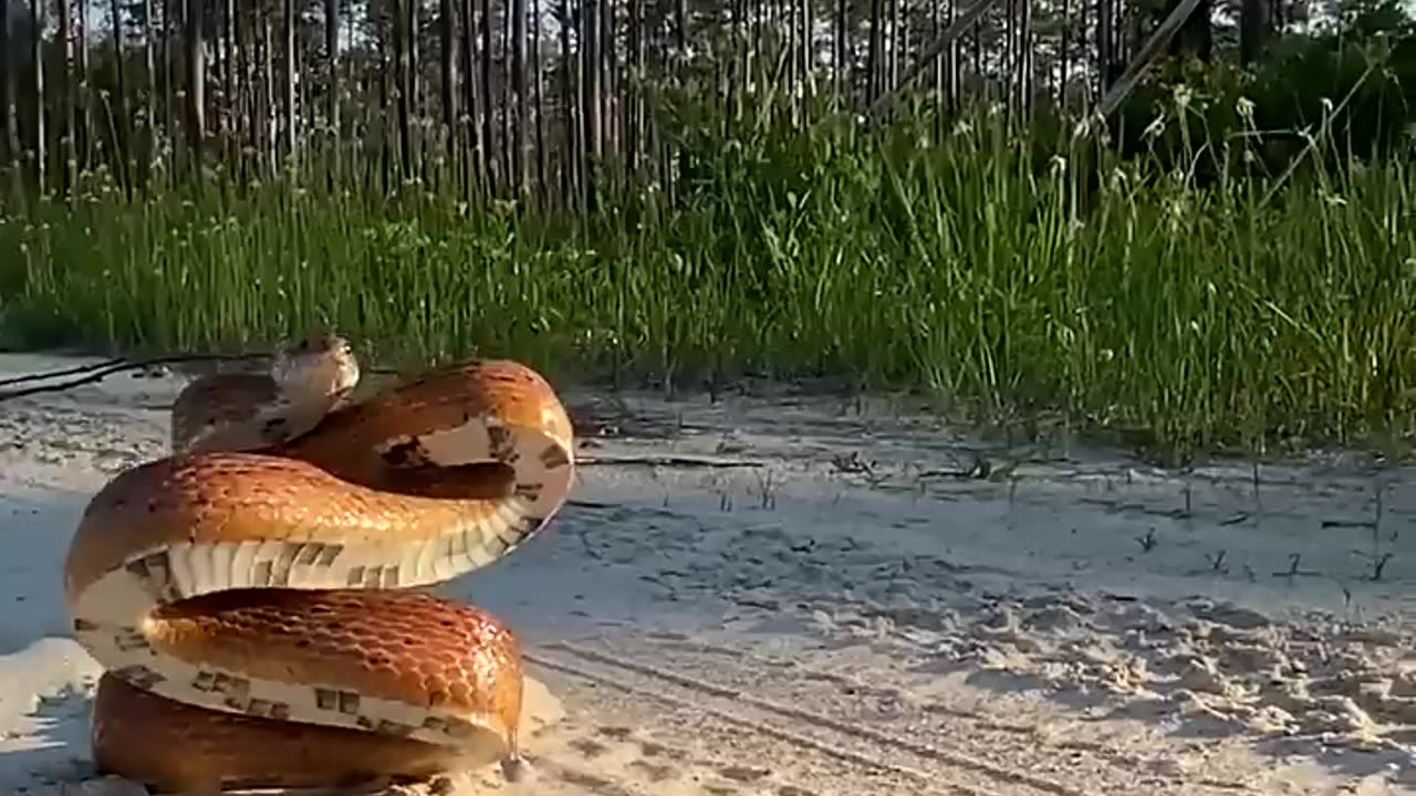 Hungry & beutyfull snek