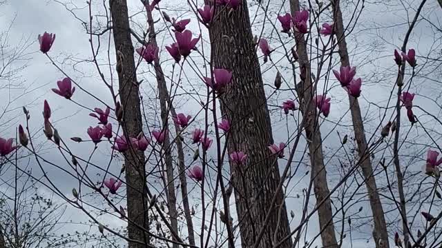 Jane Magnolia tree and Yellow Bell