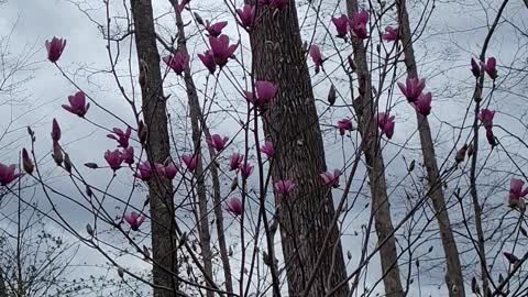 Jane Magnolia tree and Yellow Bell