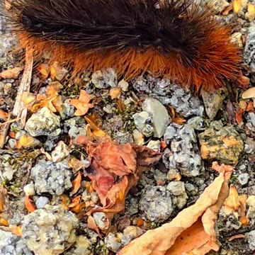 Hairy brown bear caterpillar in nature / beautiful insect