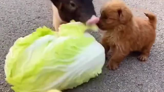 Pig and puppy and duck