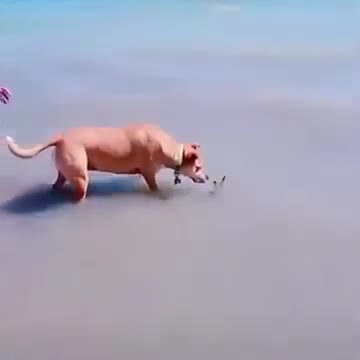 Look how the owner shocked the dog