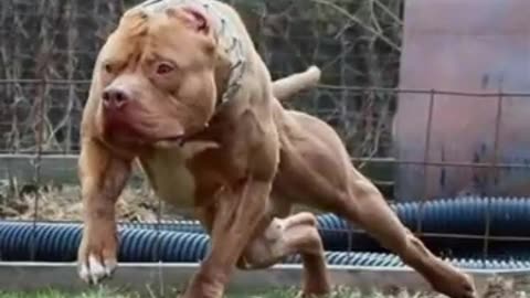 Pitbull dangerous