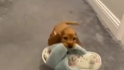 Watch ! These animals are talking