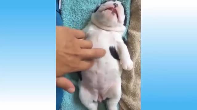 cute pet lovers try not to laugh!