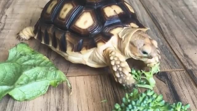 Have you ever seen a hungry turtle and how it eats its food?