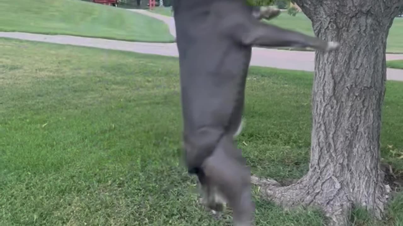 Dog Loves to Spin Dangling From Tree