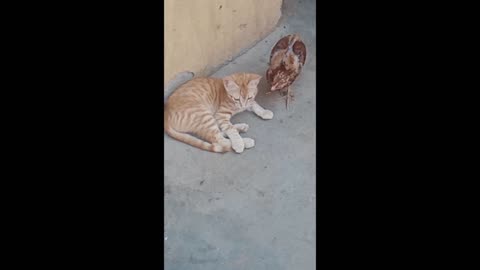 The cat that thinks he’s a chicken