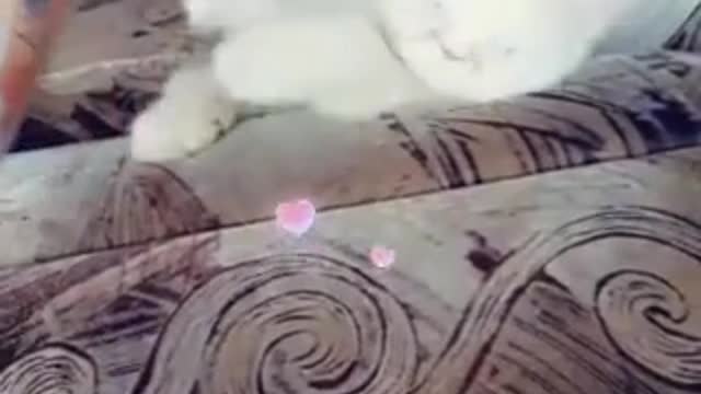 cat video-cute cat video #shorts #beautiful #animal #sweet