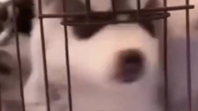 Funny Dog Videos ,Funny Dog Videos #7 #Shorts