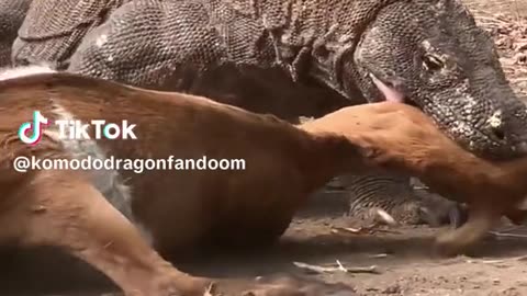 Komodo dragon