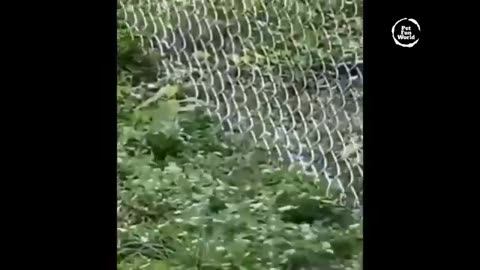 Funniest Animals 😄 New Funny Cats and Dogs Videos 😹🐶