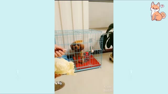 Cute puppies 🥰 cute funny And smart dog compilation