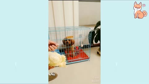 Cute puppies 🥰 cute funny And smart dog compilation